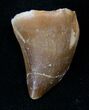 Mosasaur (Halisaurus Arambourgi) Tooth #17019-1